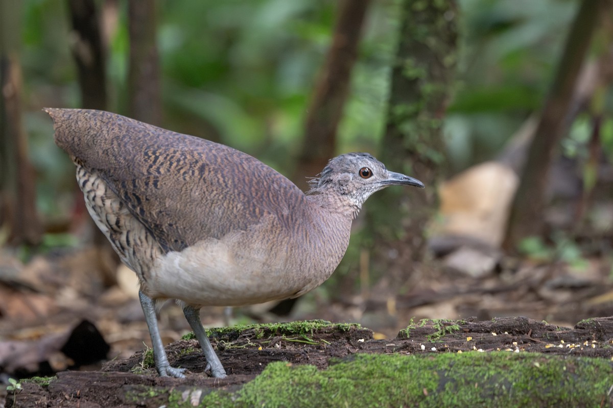Undulated Tinamou - ML656667724