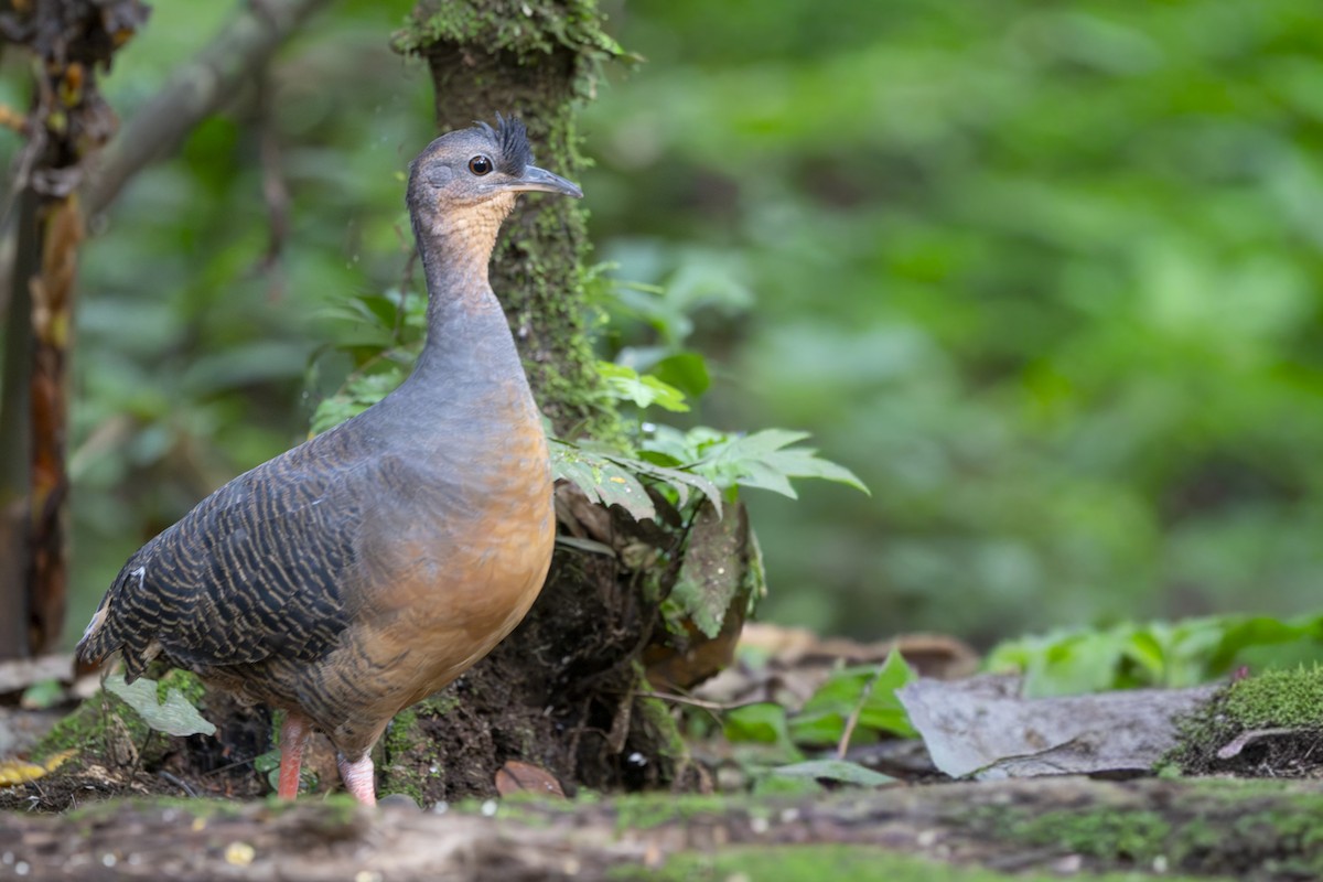 Black-capped Tinamou - ML656667736