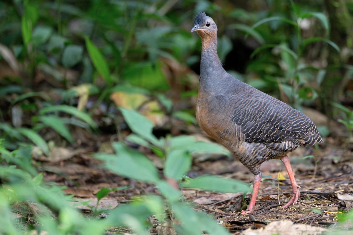 Black-capped Tinamou - ML656667782