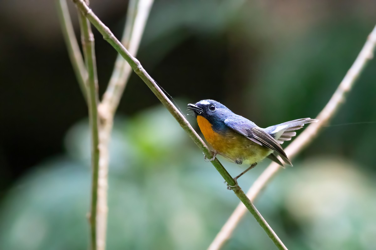 Snowy-browed Flycatcher - ML656667809