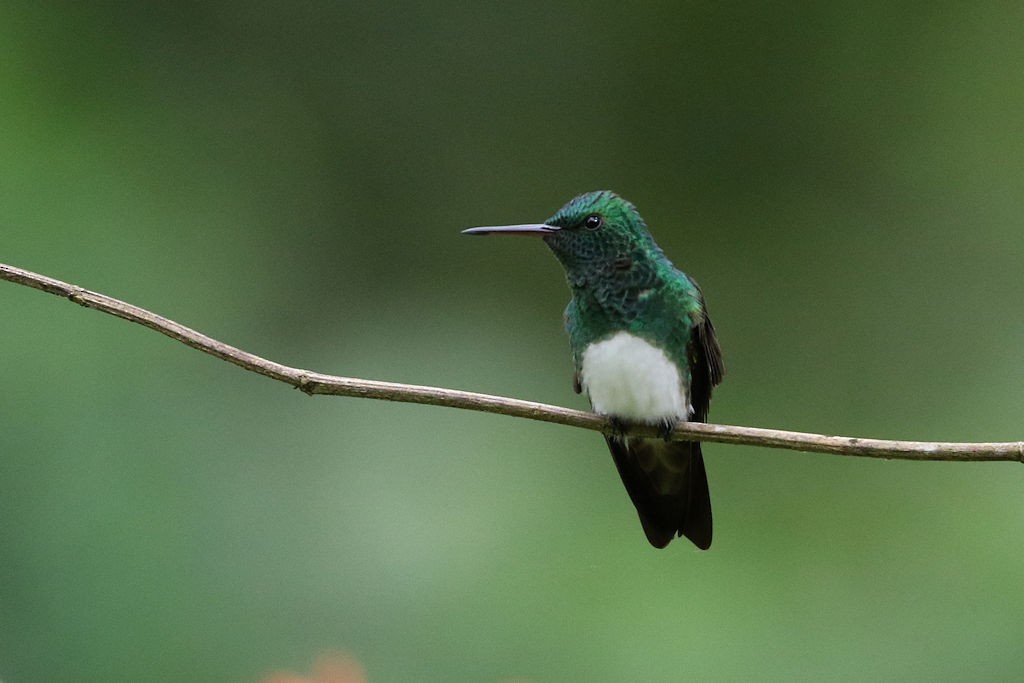 Snowy-bellied Hummingbird - ML65666791