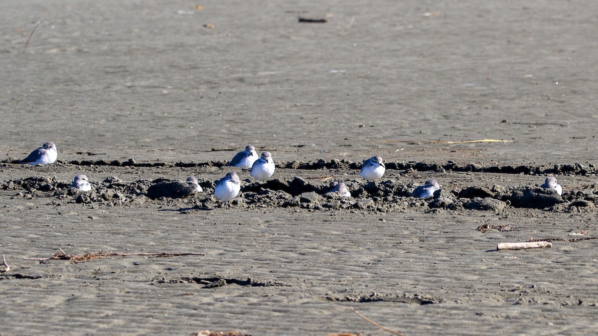 Wrybill - ML656668287
