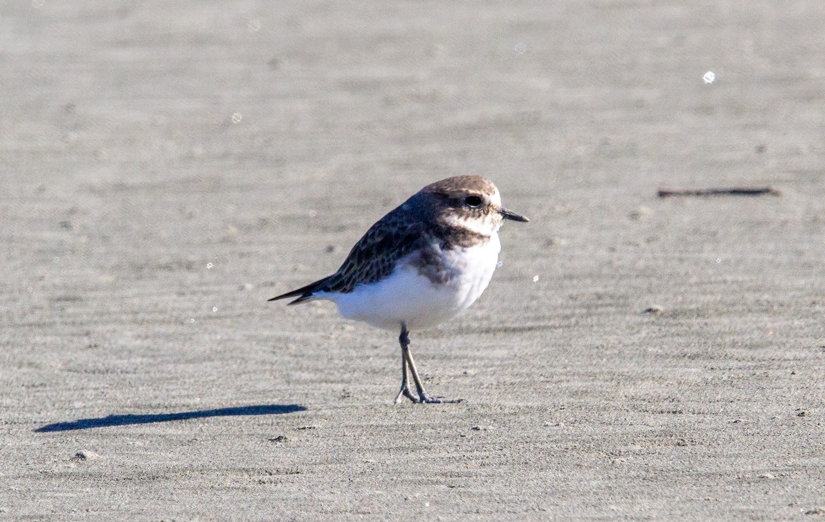 Wrybill - ML656668288