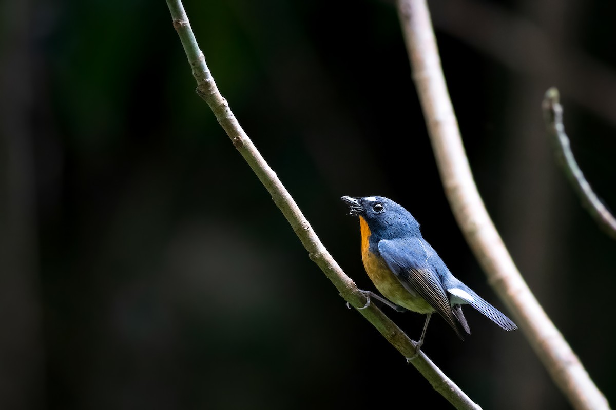 Snowy-browed Flycatcher - ML656668578