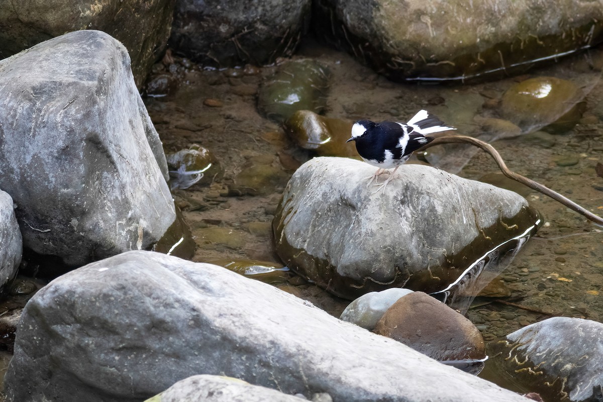 Little Forktail - ML656669329