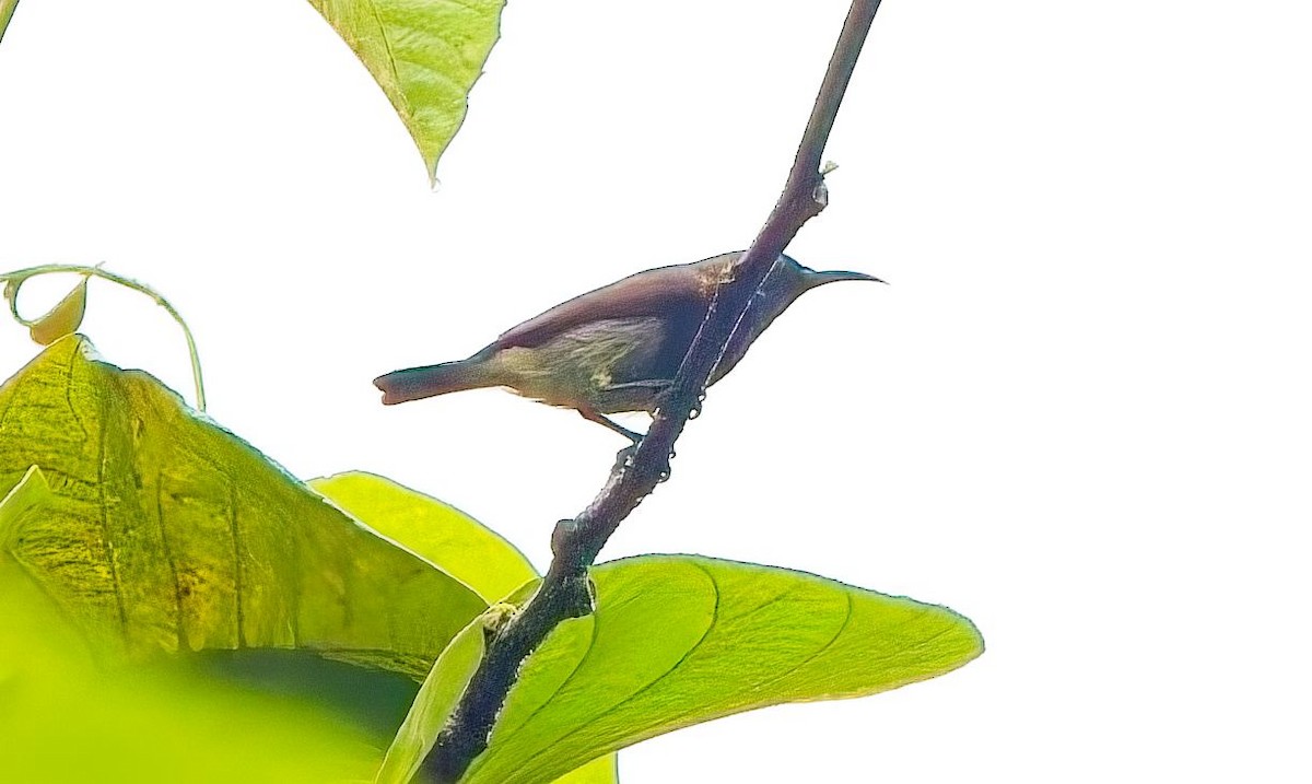 Ornate Sunbird (Cream-bellied) - ML656670511