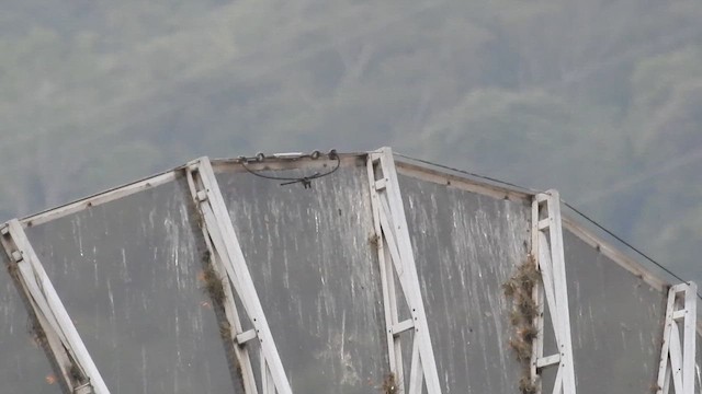 Halcón Aleto - ML656671472