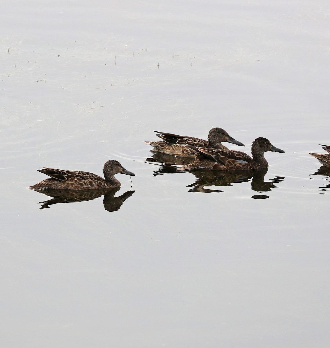 Northern Shoveler - John Bruin