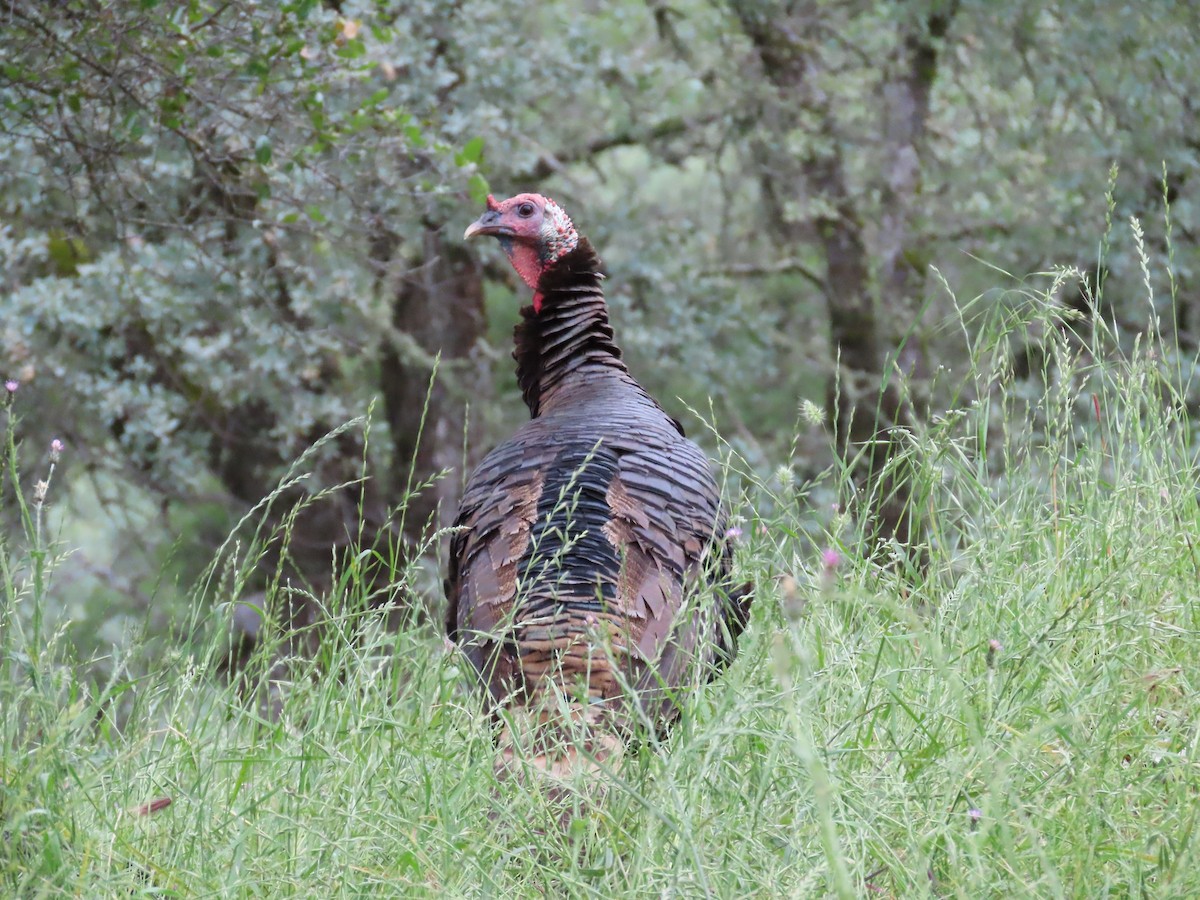 eBird Checklist - 5 May 2026 - Rasmussen Ranch - 15 species