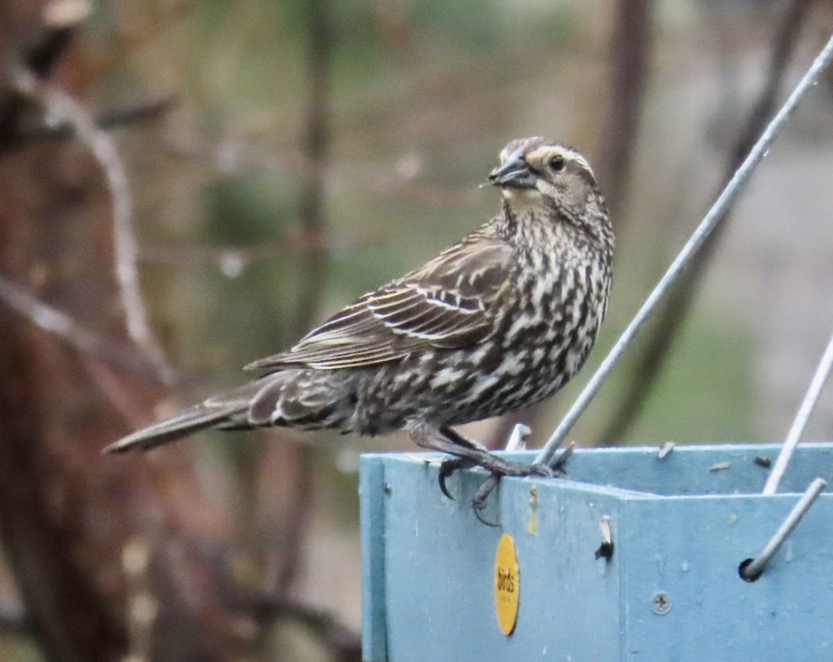 Red-winged Blackbird - ML656675322