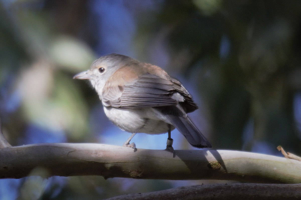 Gray Shrikethrush - ML65667801