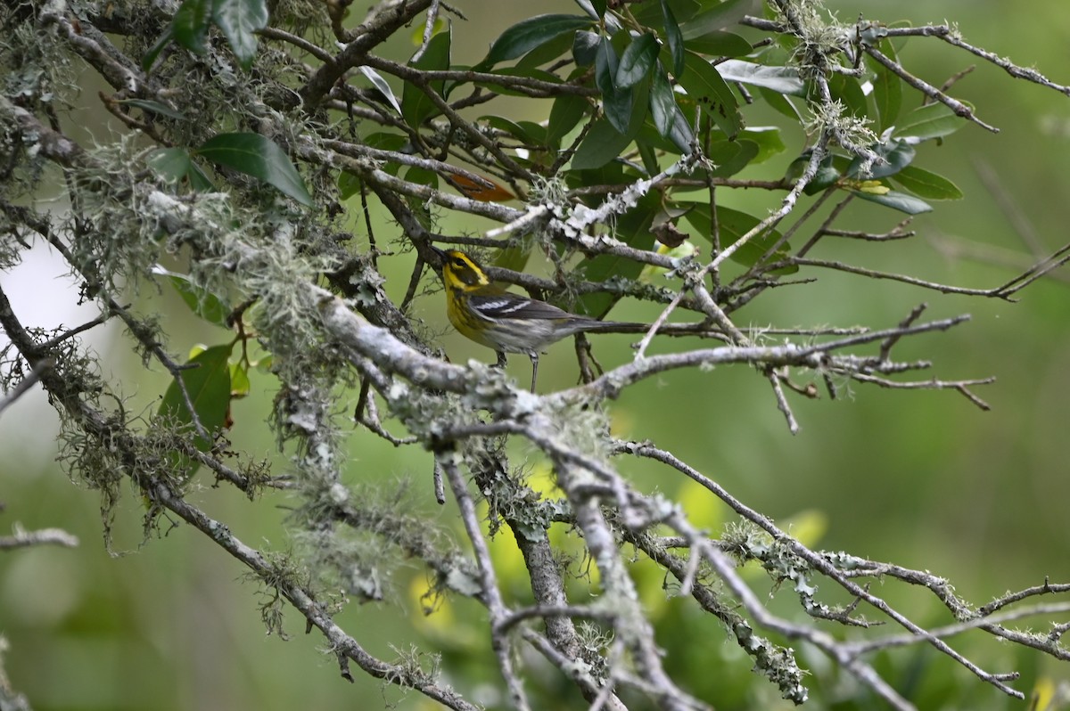Townsend's Warbler - ML656678050