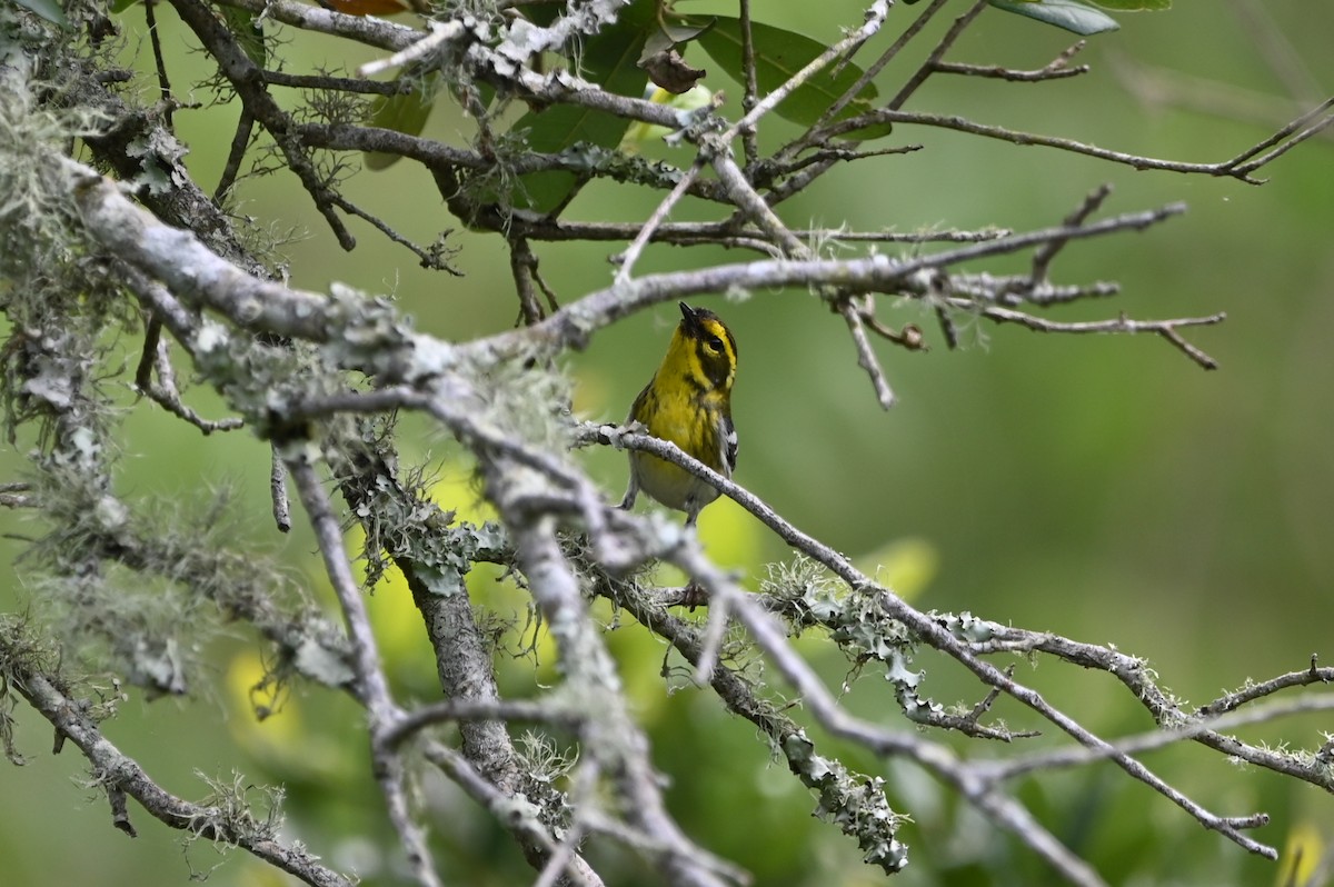Townsend's Warbler - ML656678051
