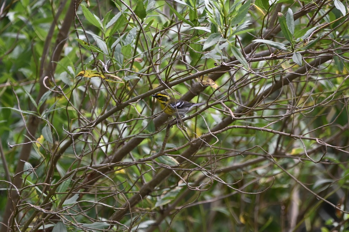 Townsend's Warbler - ML656678052