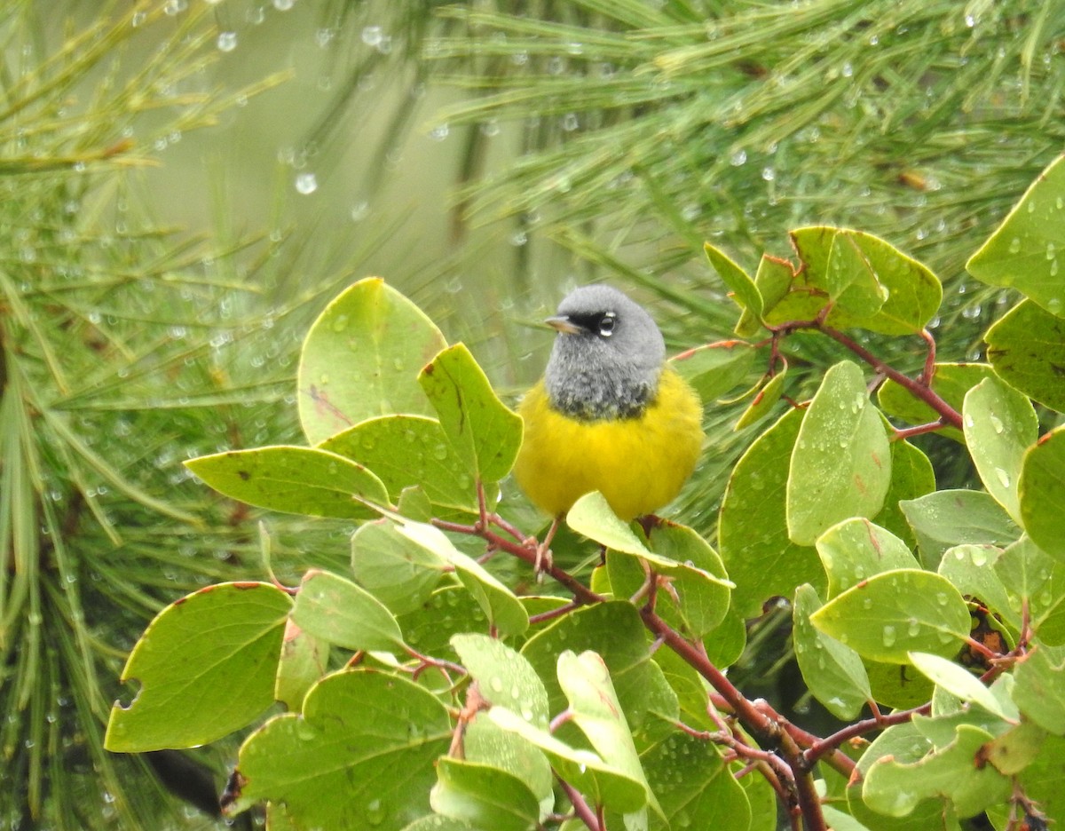 MacGillivray's Warbler - ML656679752