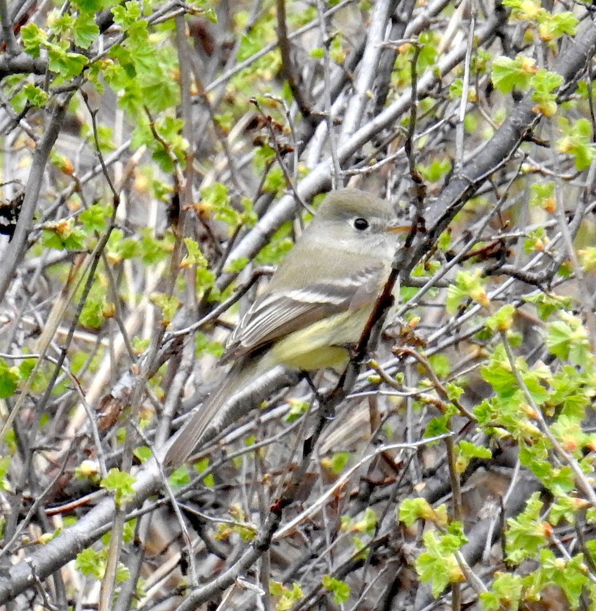 Dusky Flycatcher - ML656680050