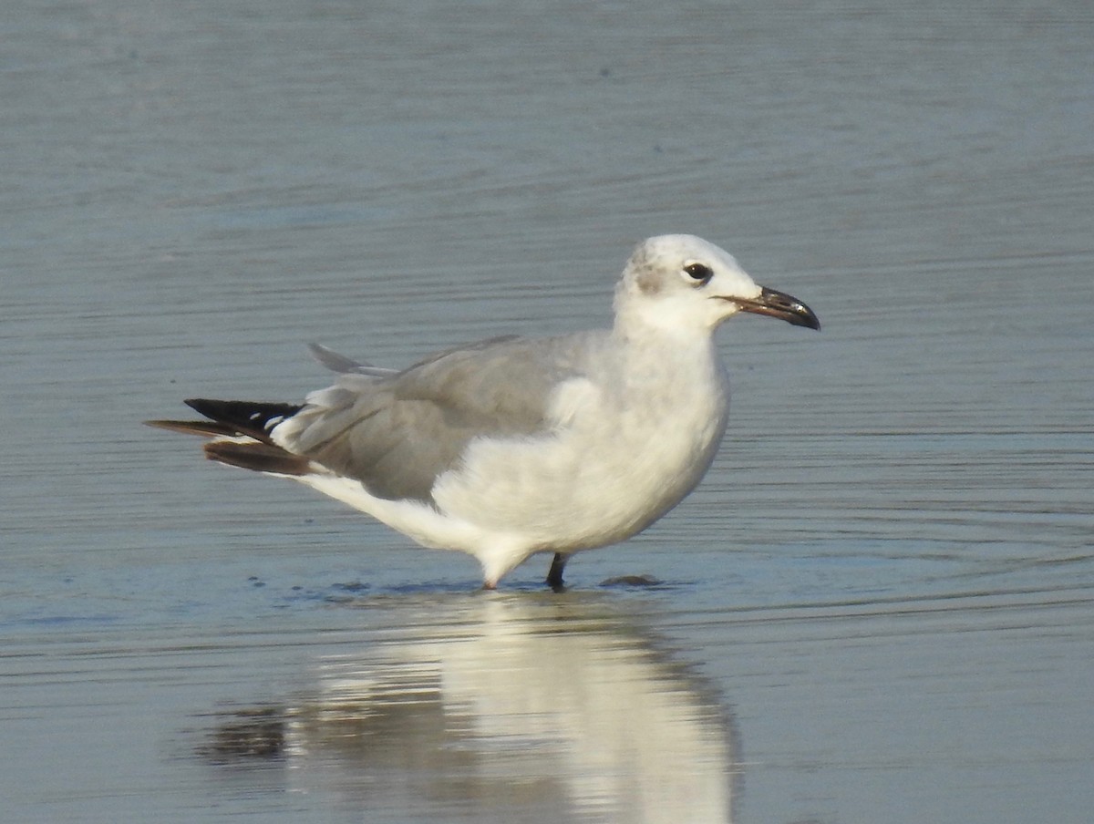 Laughing Gull - ML65668011