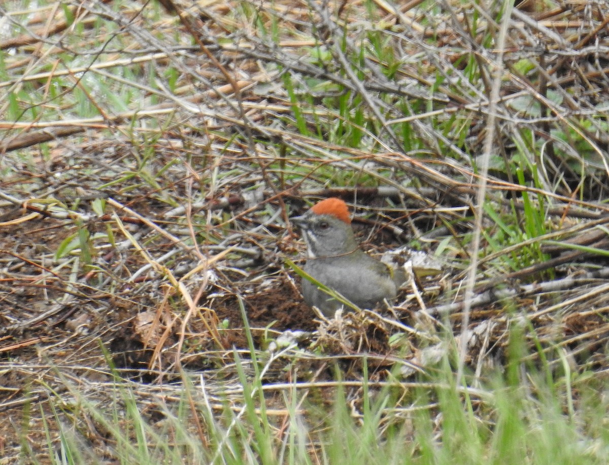 Green-tailed Towhee - ML656680167