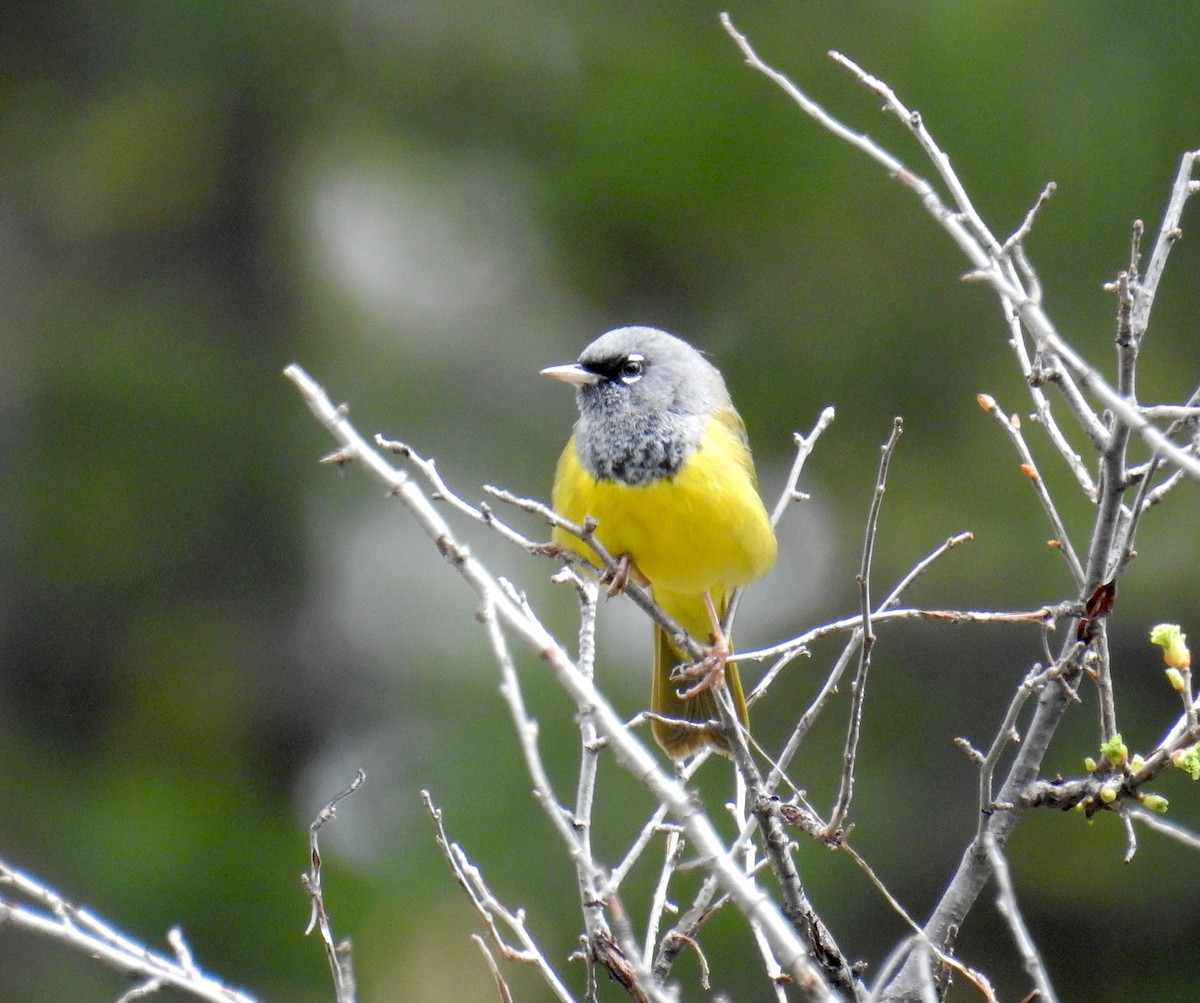 MacGillivray's Warbler - ML656680410