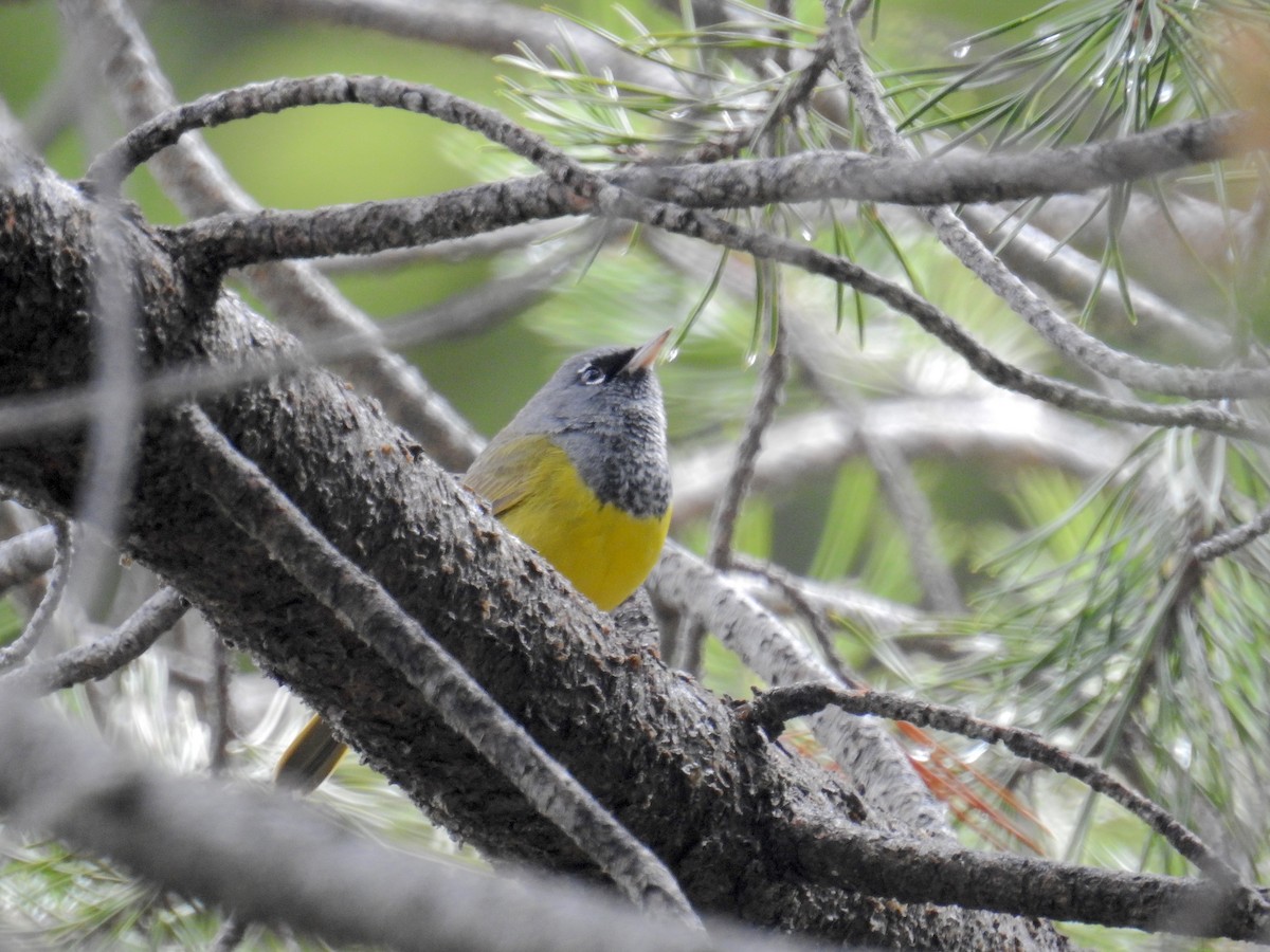 MacGillivray's Warbler - ML656680413