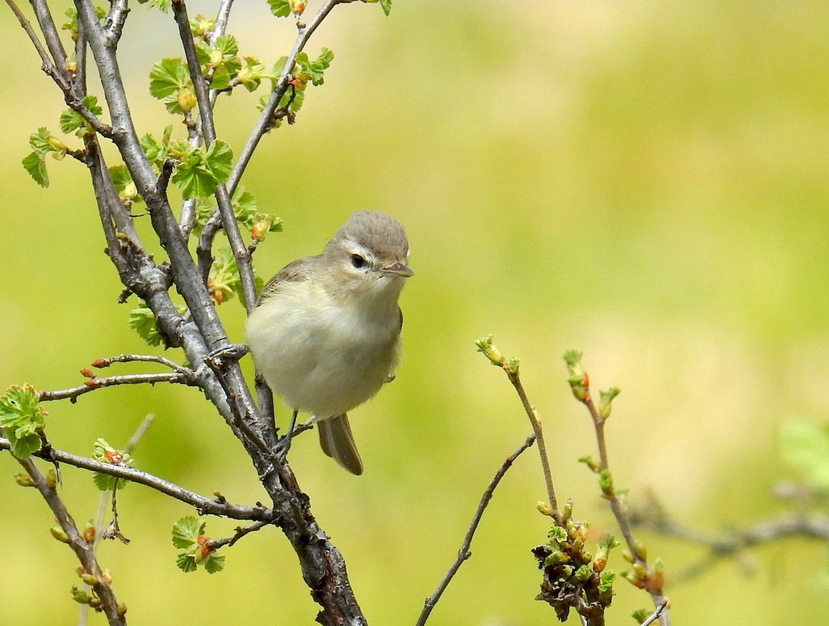 Western Warbling Vireo - ML656681204