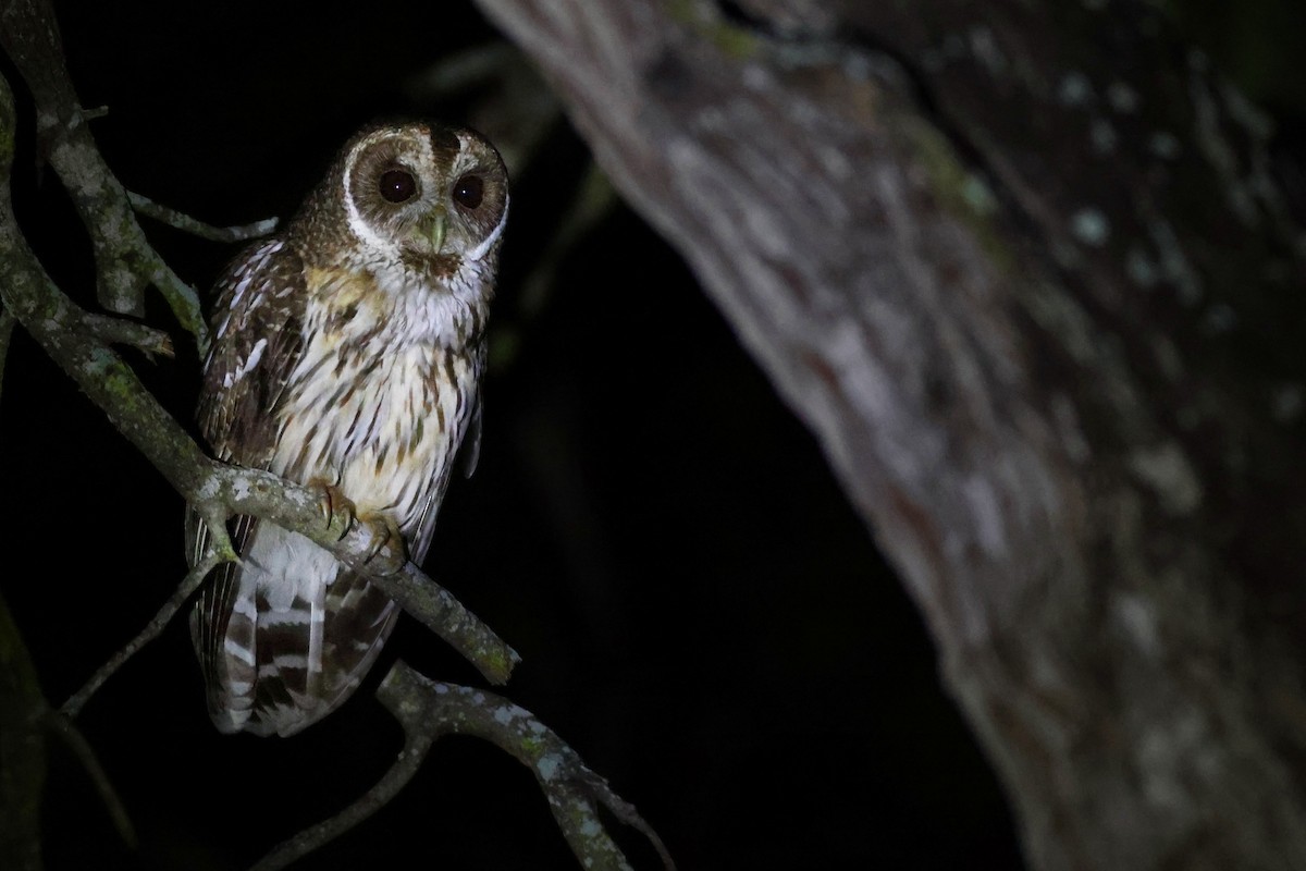 Mottled Owl - ML656681772