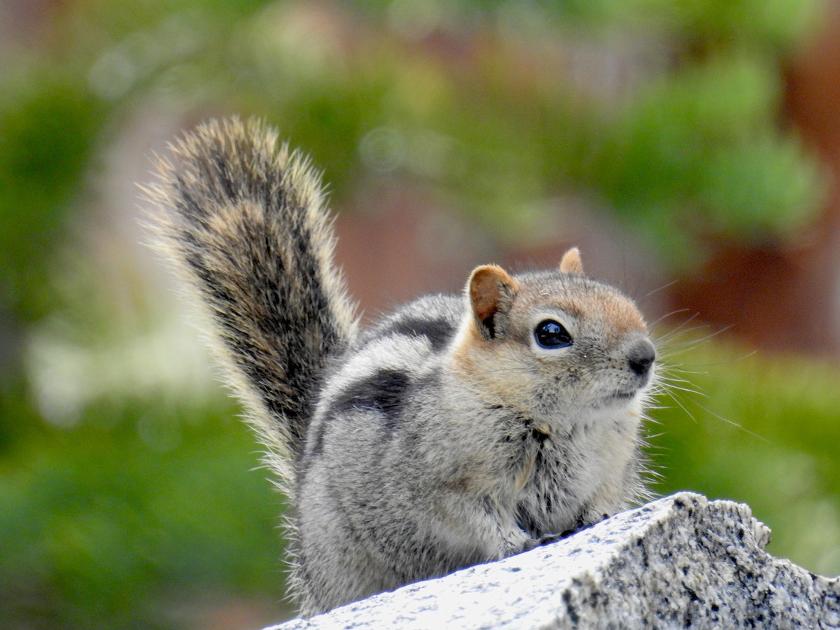 Golden-mantled Ground Squirrel - ML656681847