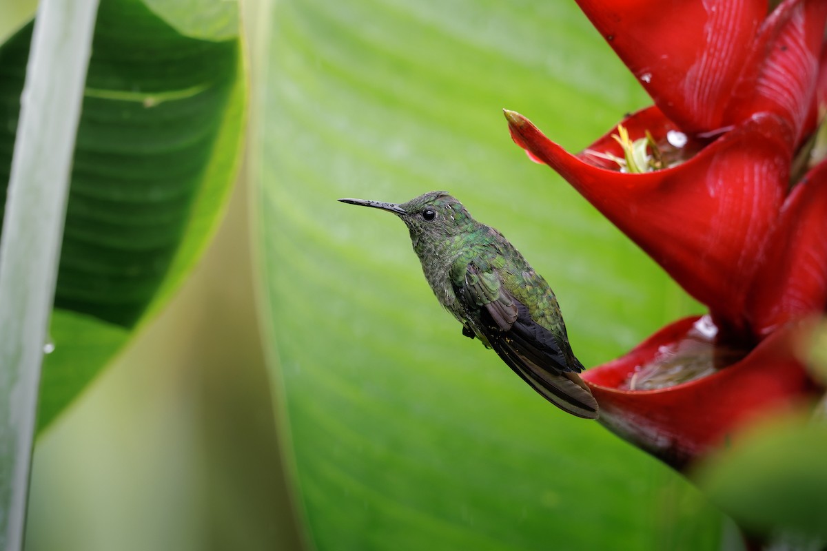 Colibrí de Cuvier - ML656681991