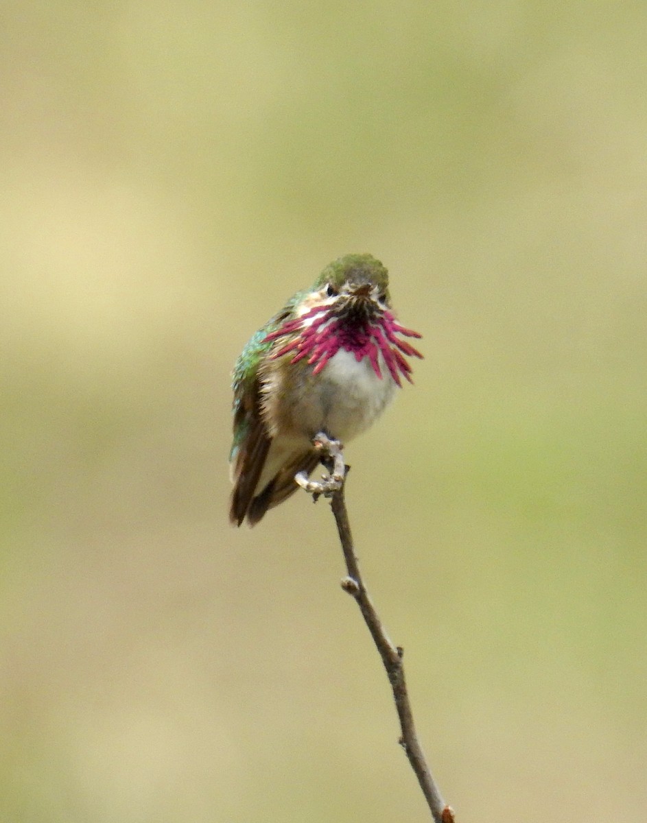 Calliope Hummingbird - ML656682064