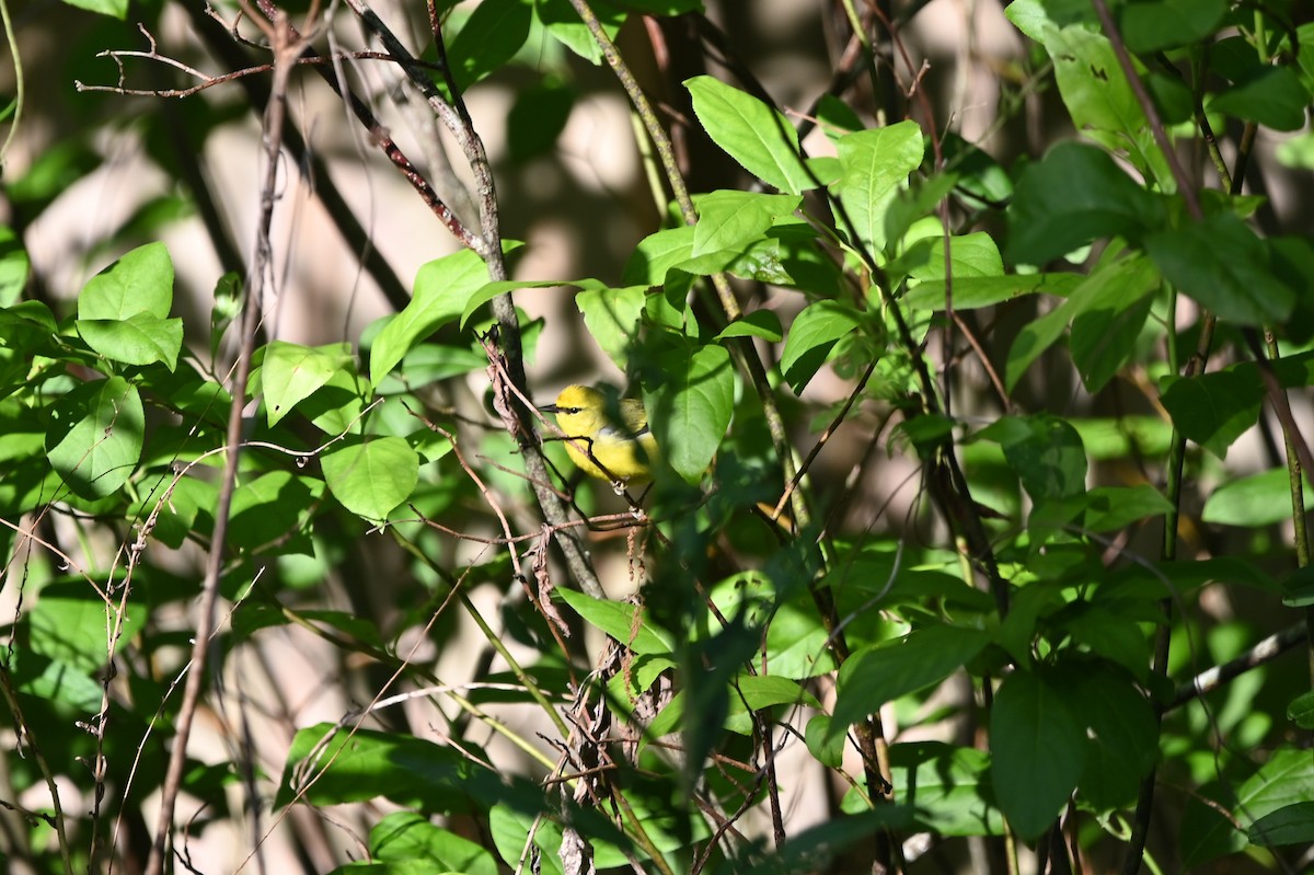 Blue-winged Warbler - ML656682604