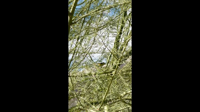 ウィルソンアメリカムシクイ - ML656684463