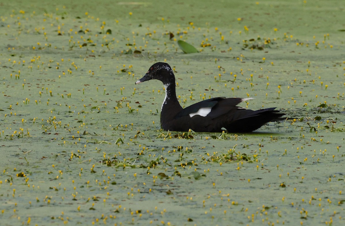 Muscovy Duck (Domestic type) - ML656686133
