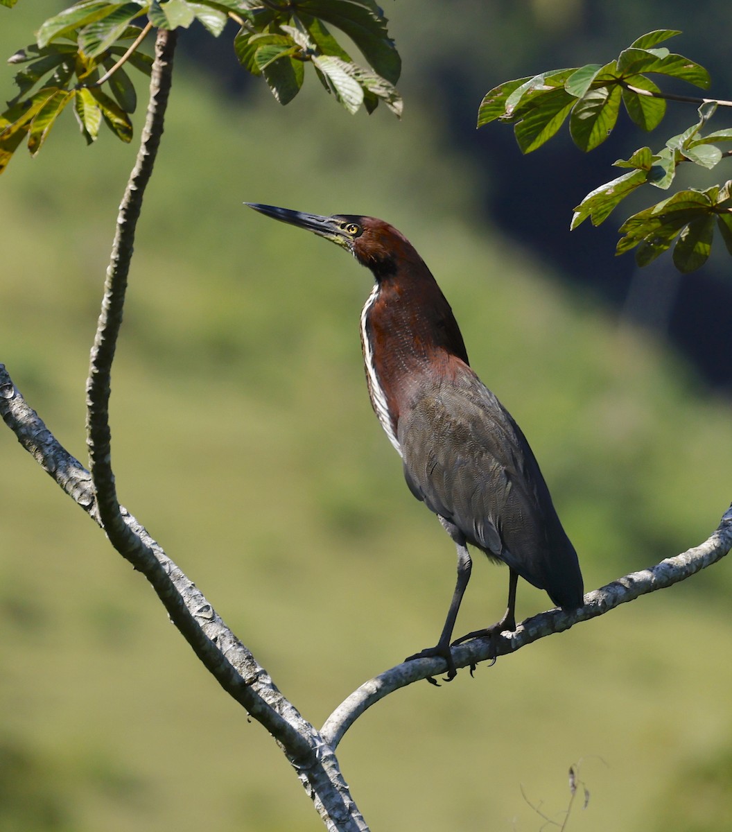 Rufescent Tiger-Heron - ML656686200