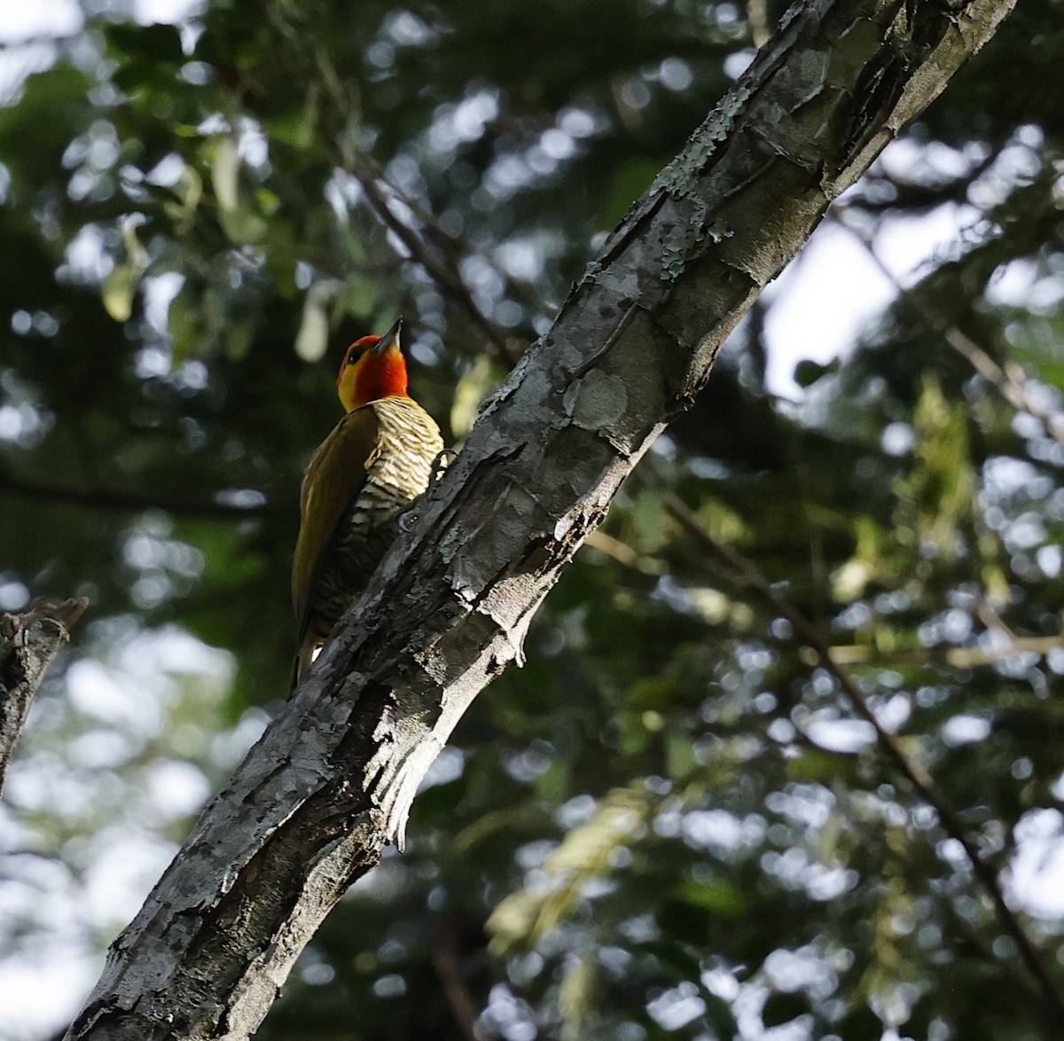 Yellow-throated Woodpecker - ML656686588