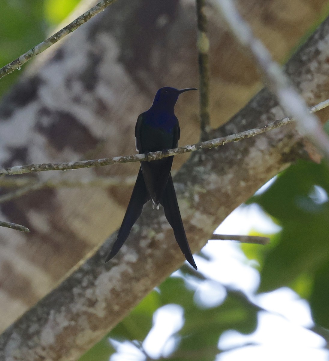 Swallow-tailed Hummingbird - ML656686644