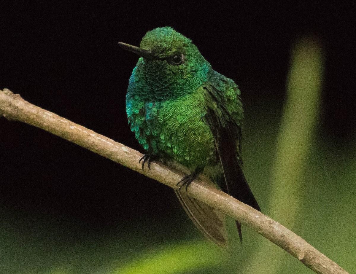 Blue-tailed Emerald - Paul Fenwick