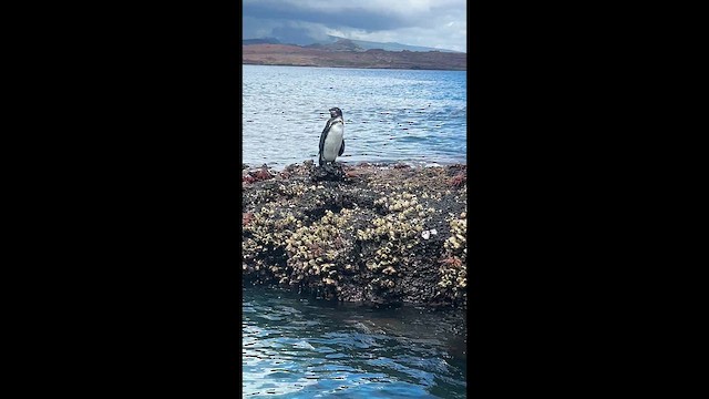 Galapagos Pengueni - ML656690664
