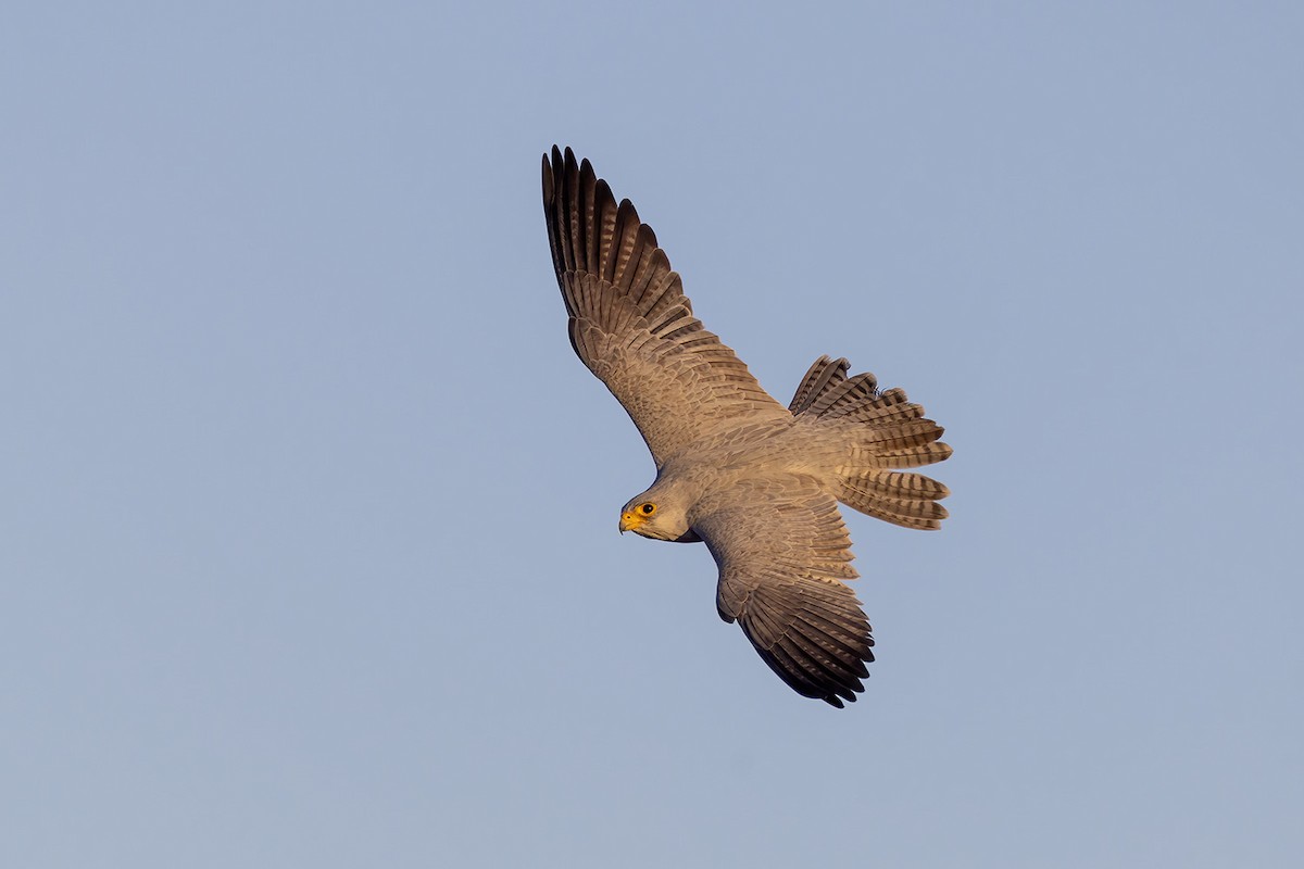 Gray Falcon - ML656691380