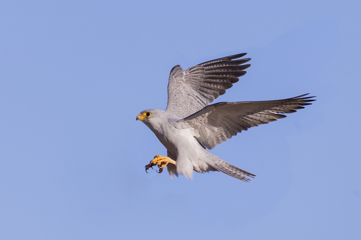 Gray Falcon - ML656691381