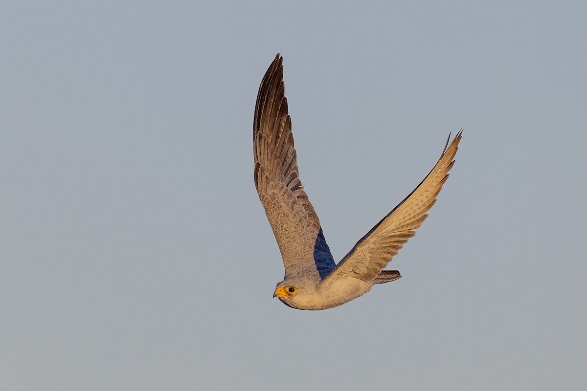 Gray Falcon - ML656691382