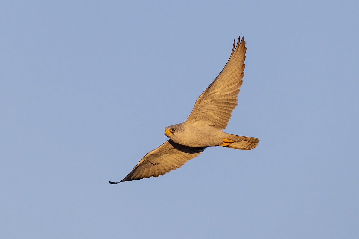 Gray Falcon - ML656691384