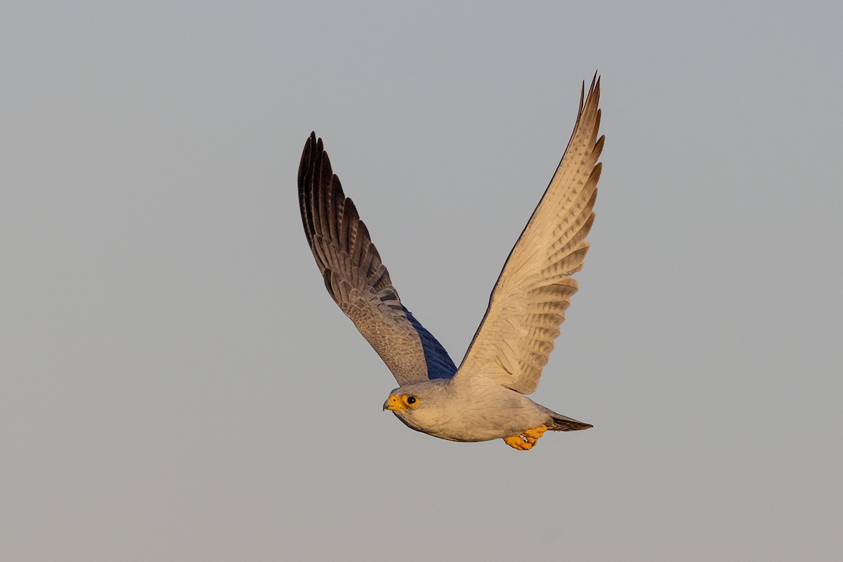 Gray Falcon - ML656691385