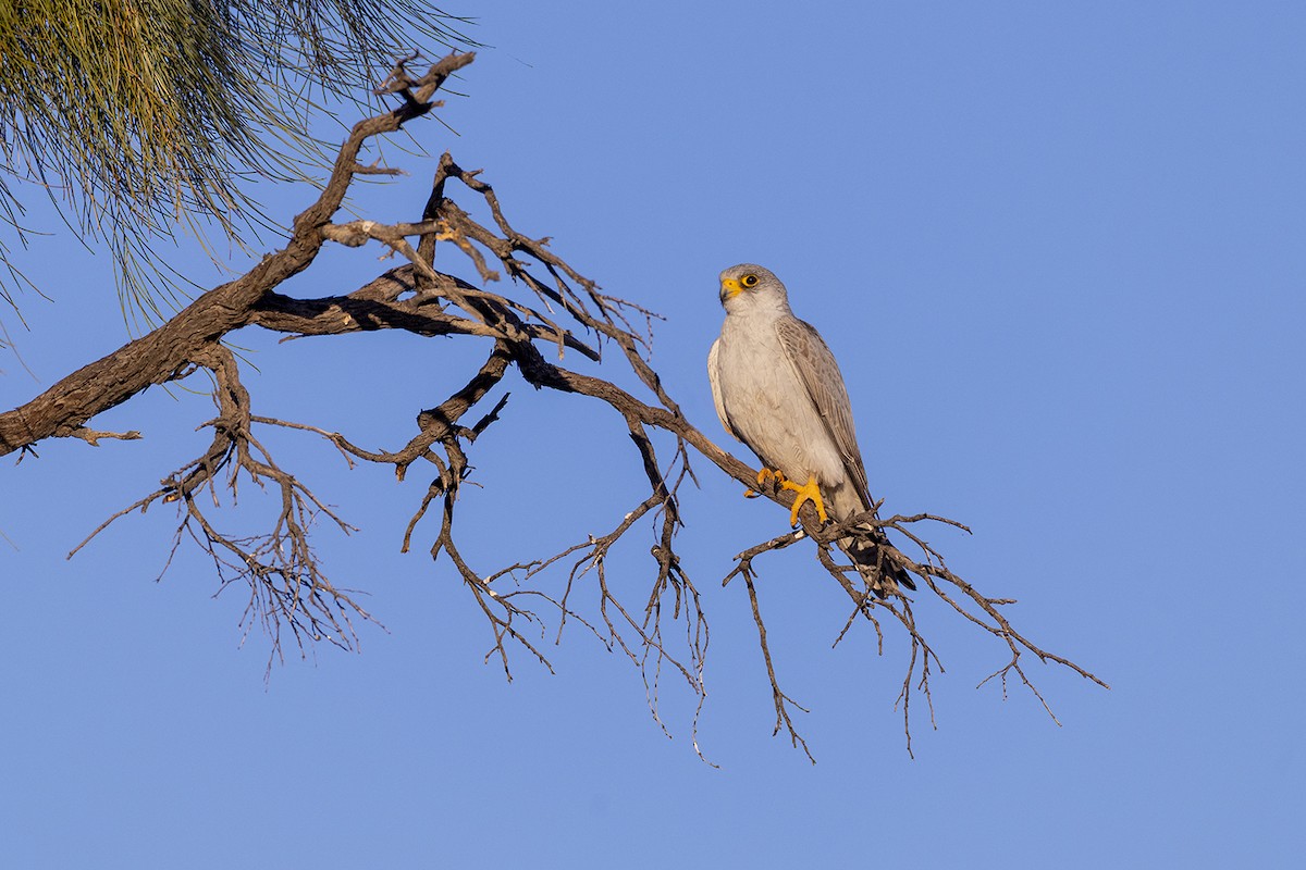 Gray Falcon - ML656691386