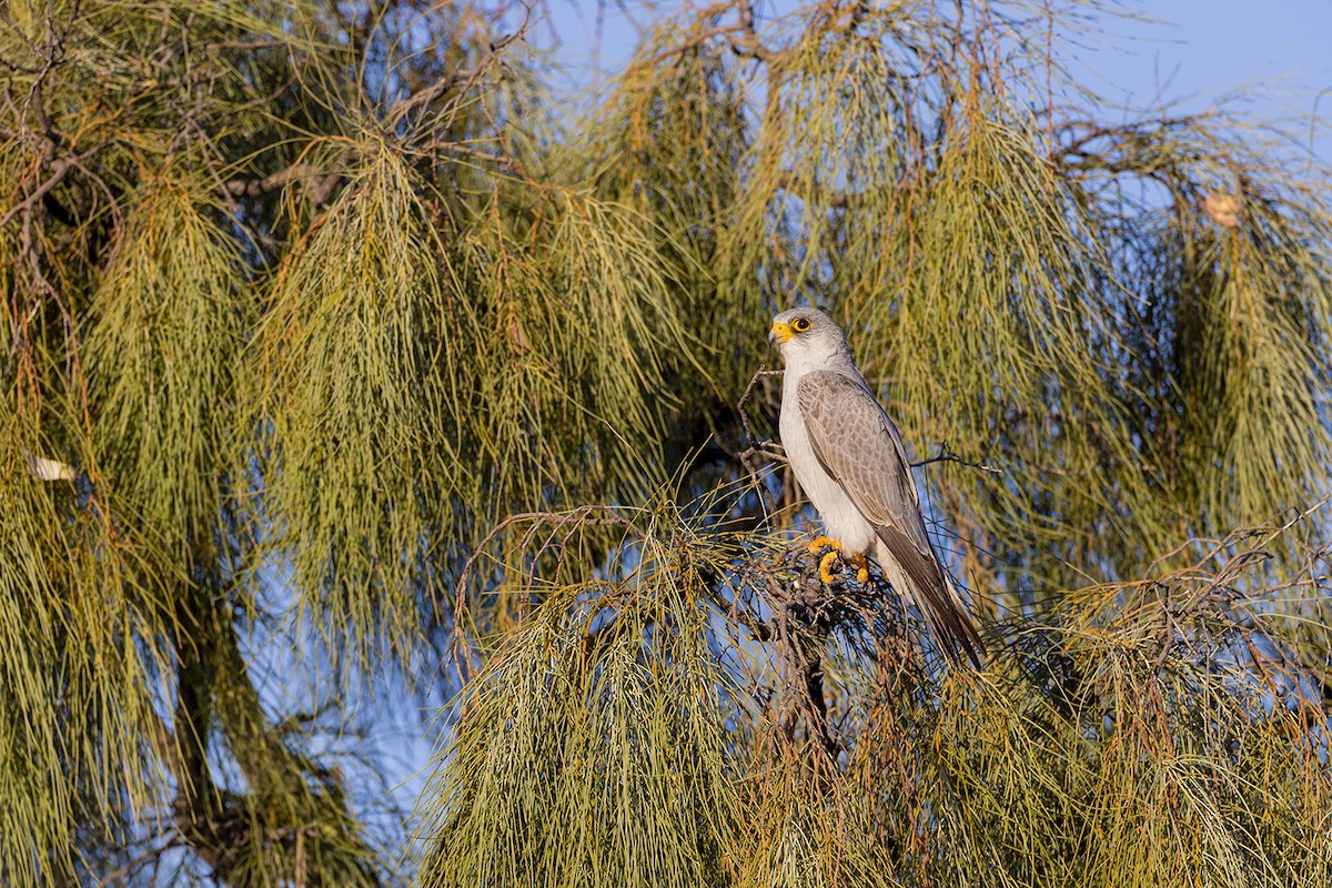 Gray Falcon - ML656691387