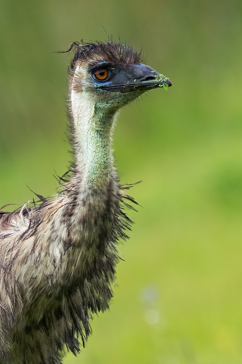 Emu - ML656691461