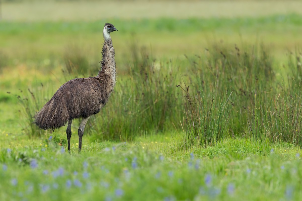 Emu - ML656691477
