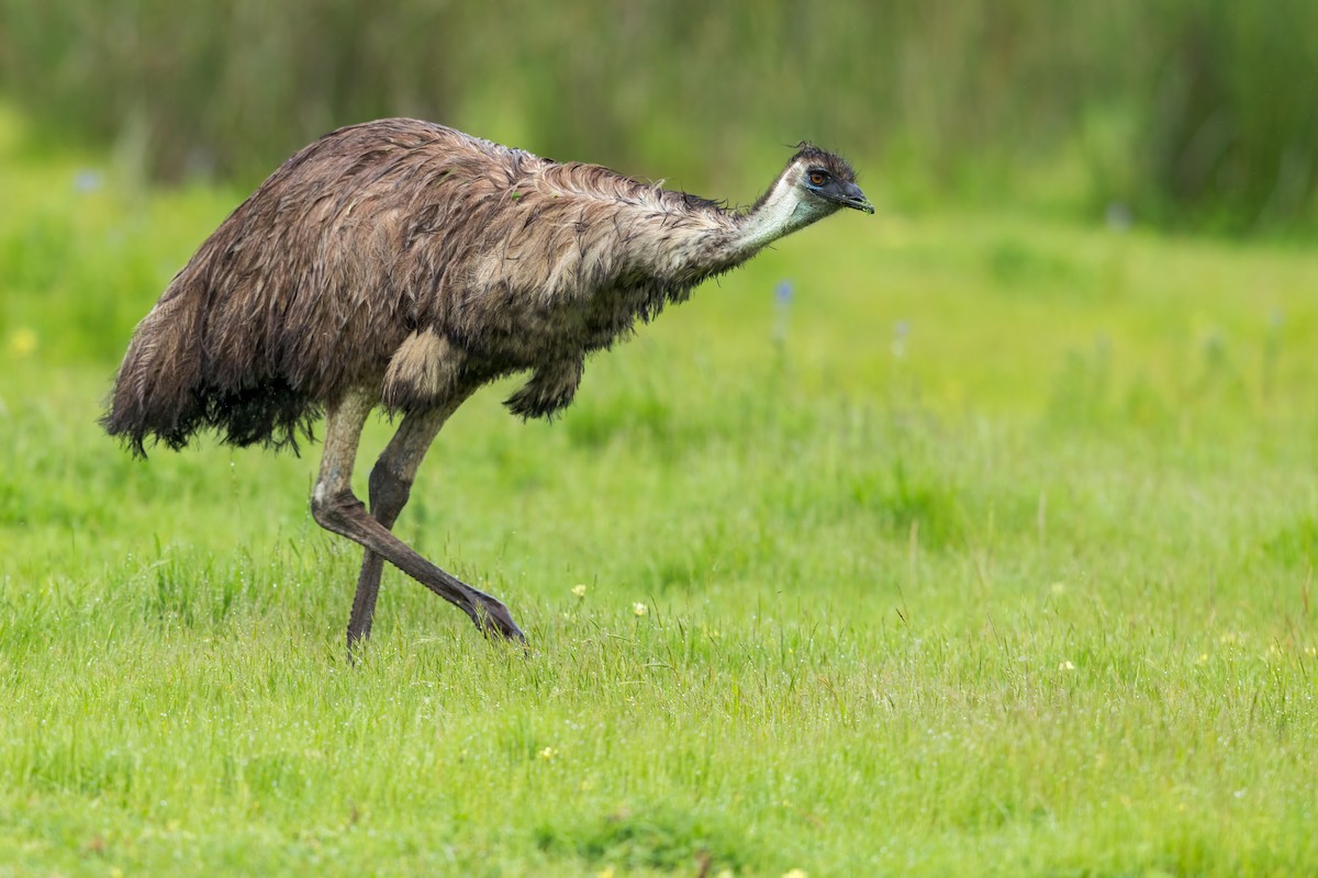 Emu - ML656691505