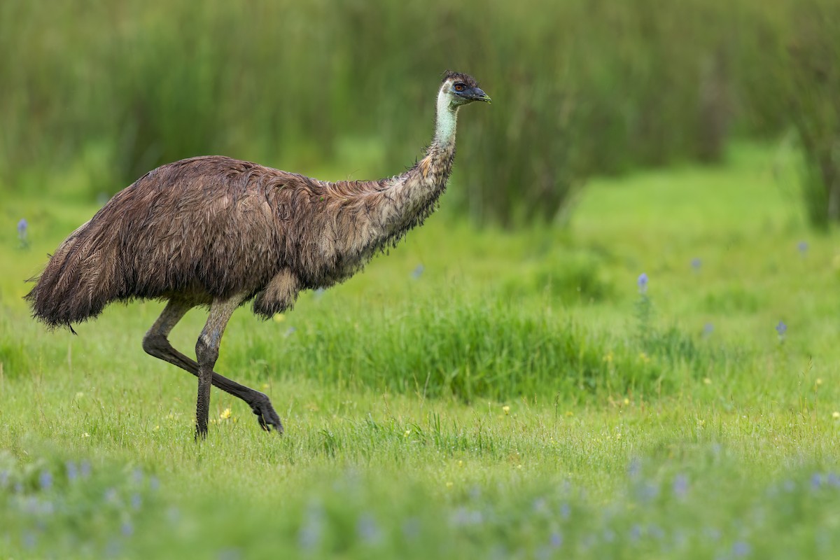 Emu - ML656691535