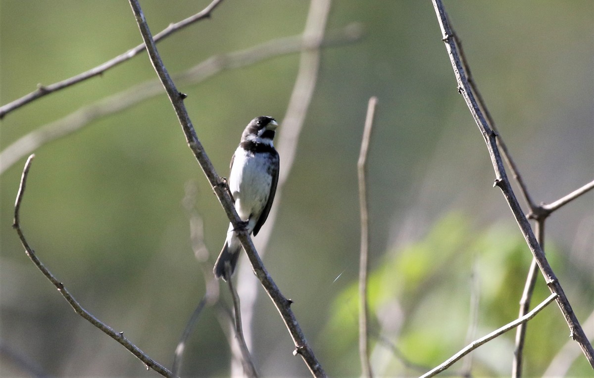 Double-collared Seedeater - ML656692878