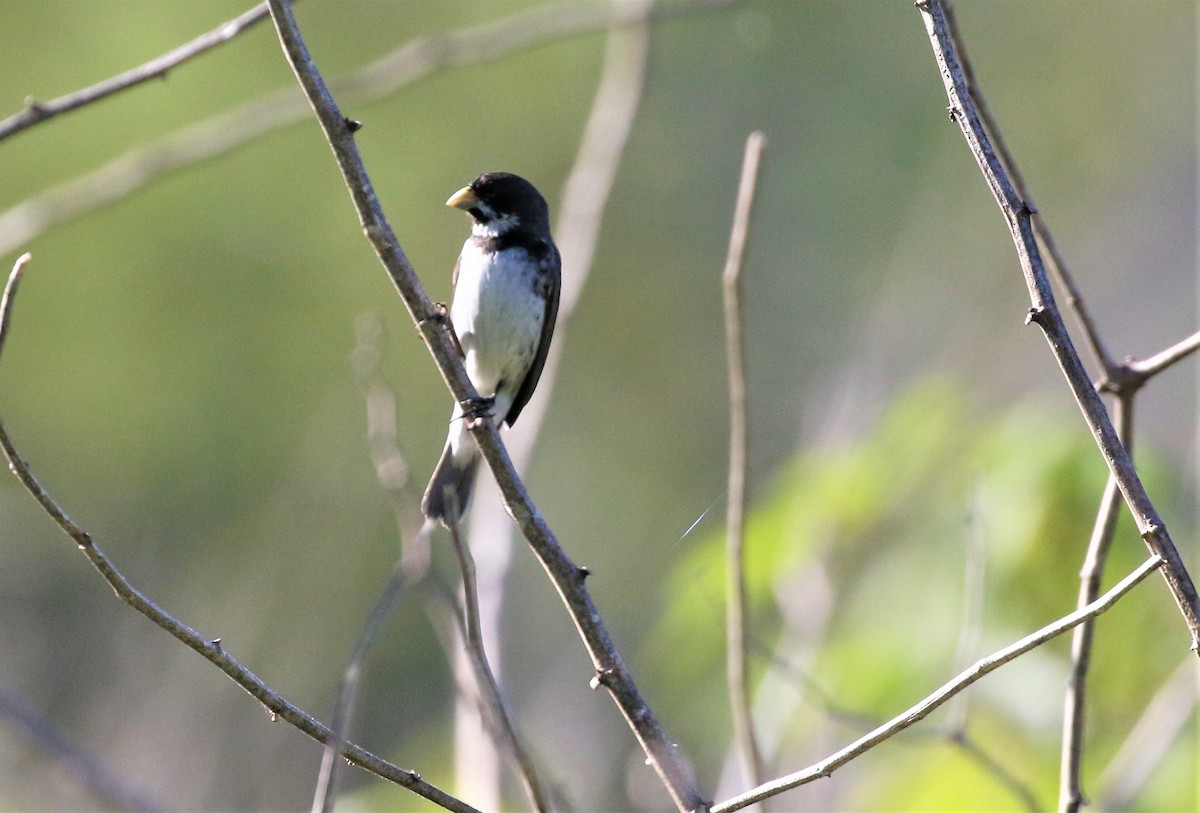 Double-collared Seedeater - ML656692879